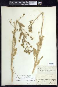 Rorippa palustris subsp. hispida image