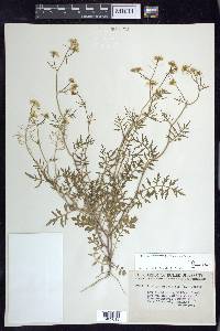 Rorippa sylvestris image