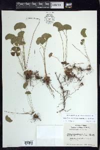 Marsilea macropoda image