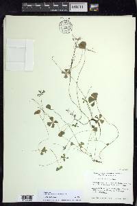 Marsilea vestita image