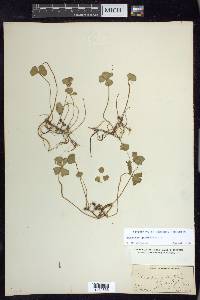 Marsilea quadrifolia image