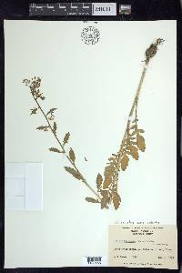 Rorippa palustris subsp. palustris image