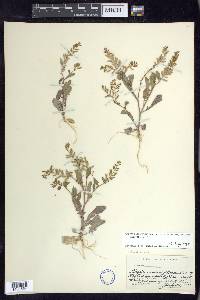 Rorippa sessiliflora image