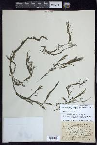 Najas guadalupensis subsp. floridana image