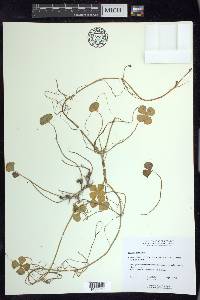 Marsilea quadrifolia image