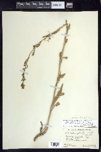 Rorippa palustris subsp. palustris image