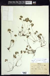 Marsilea vestita image