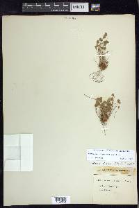 Marsilea oligospora image