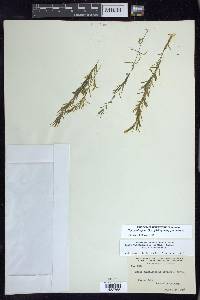 Najas guadalupensis subsp. guadalupensis image