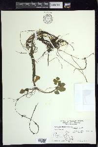 Marsilea quadrifolia image