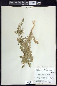 Rorippa palustris subsp. hispida image