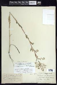 Rorippa palustris subsp. palustris image