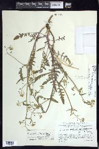 Rorippa palustris subsp. palustris image