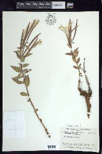 Chamerion latifolium image