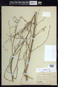 Epilobium brachycarpum image