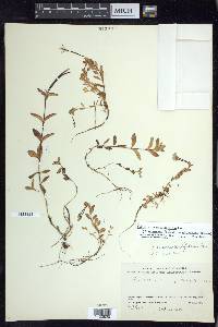 Epilobium hornemannii image