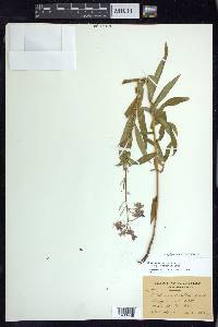 Chamaenerion angustifolium subsp. angustifolium image