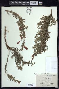 Epilobium canum subsp. canum image