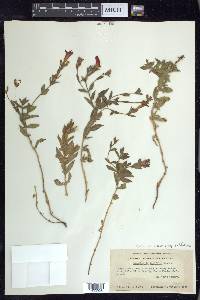 Epilobium canum image