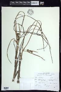 Sparganium angustifolium image