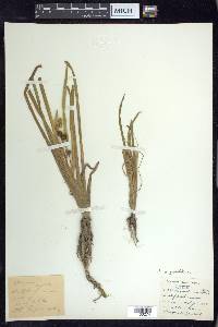 Sparganium angustifolium image