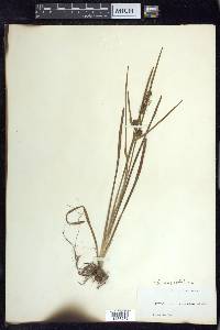 Sparganium angustifolium image