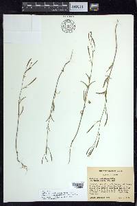 Epilobium brachycarpum image