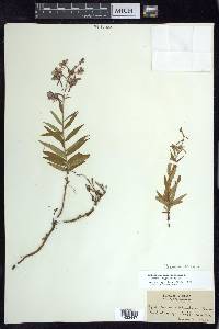 Chamaenerion angustifolium subsp. angustifolium image