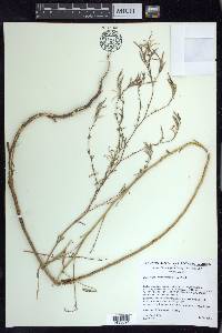 Epilobium brachycarpum image