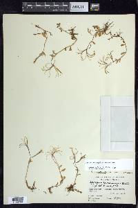 Epilobium anagallidifolium image