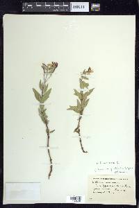 Chamerion latifolium image