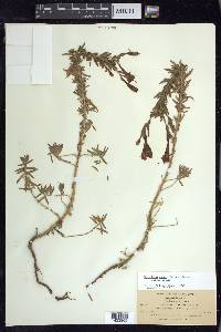 Epilobium canum subsp. canum image