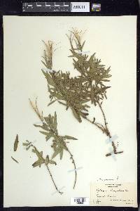 Chamerion latifolium image