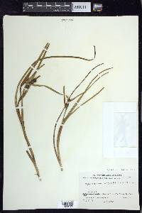 Sparganium angustifolium image