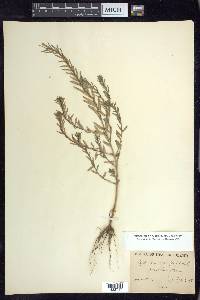 Lythrum hyssopifolia image