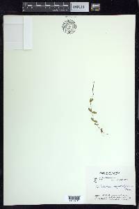 Epilobium anagallidifolium image