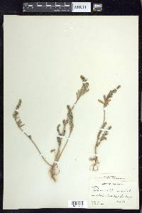 Lythrum californicum image