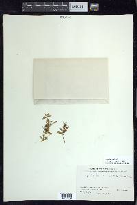 Epilobium anagallidifolium image