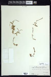 Epilobium anagallidifolium image