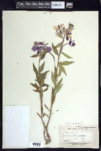 Chamerion latifolium image