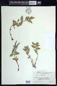 Chamerion latifolium image