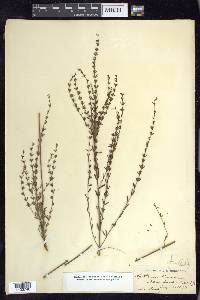 Lythrum lineare image