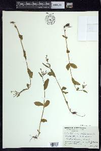 Epilobium anagallidifolium image