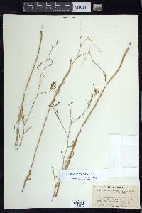 Epilobium brachycarpum image