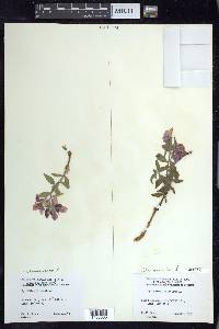 Chamerion latifolium image