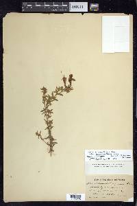 Epilobium canum subsp. latifolium image