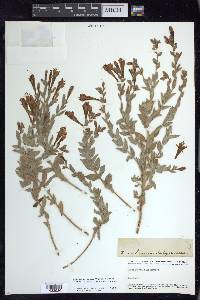 Epilobium canum subsp. latifolium image