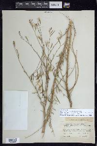 Epilobium brachycarpum image