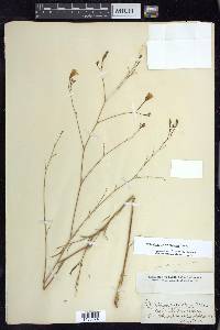 Epilobium brachycarpum image