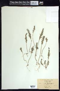 Lythrum hyssopifolia image